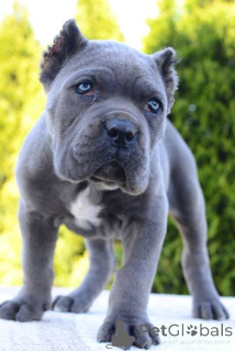 Foto №3. Cane Corso, Hündin und Rüde. Serbien