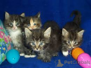 Foto №1. norwegische waldkatze - zum Verkauf in der Stadt Espoo | 580€ | Ankündigung № 164326