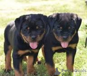 Foto №3. Lindos cachorros Rottweiler zum Verkauf. Portugal