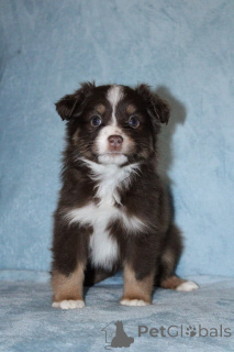 Foto №1. australian shepherd - zum Verkauf in der Stadt Estingen | 900€ | Ankündigung № 150739