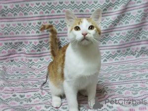 Foto №1.  - zum Verkauf in der Stadt Minsk | Frei | Ankündigung № 157454