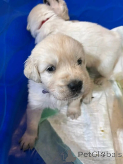 Foto №1. golden retriever - zum Verkauf in der Stadt Mississippi State | 531€ | Ankündigung № 147418