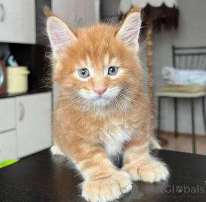 Foto №1. maine-coon-katze - zum Verkauf in der Stadt Paris | 350€ | Ankündigung № 160568