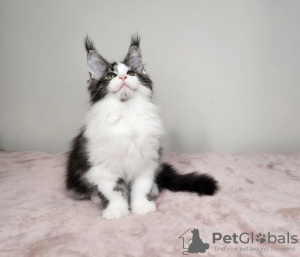 Foto №1. maine-coon-katze - zum Verkauf in der Stadt Cincinnati | 331€ | Ankündigung № 110709