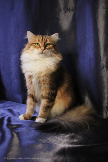 Zusätzliche Fotos: Sibirische goldene Katze