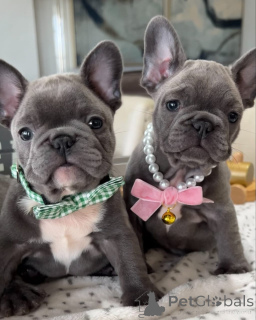 Foto №1. französische bulldogge - zum Verkauf in der Stadt Augsburg | verhandelt | Ankündigung № 158243