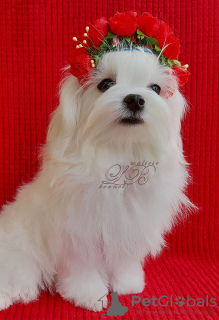 Foto №4. Ich werde verkaufen malteser in der Stadt Kiew. vom kindergarten - preis - 1893€