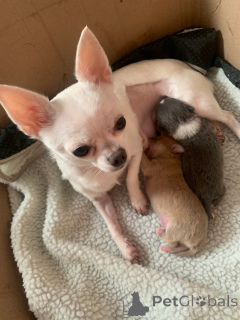 Foto №1. mischlingshund - zum Verkauf in der Stadt Innsbruck | 375€ | Ankündigung № 143480