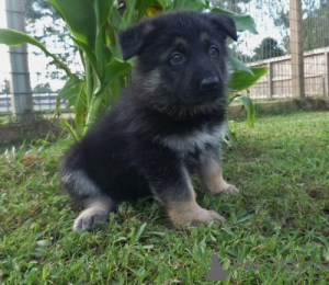 Foto №1. deutscher schäferhund - zum Verkauf in der Stadt Гамбург | 200€ | Ankündigung № 124492