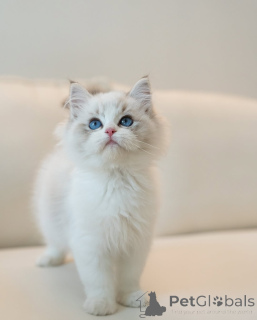 Foto №3. Blauäugige Ragdoll Kitten auf der Suche nach einer neuen Familie. Deutschland