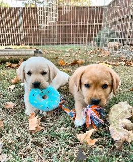 Foto №2 zu Ankündigung № 136352 zu verkaufen golden retriever - einkaufen Deutschland züchter