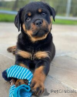 Foto №2 zu Ankündigung № 169453 zu verkaufen rottweiler - einkaufen Malta züchter