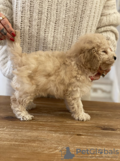 Foto №2 zu Ankündigung № 127979 zu verkaufen pudel (toy) - einkaufen Polen züchter