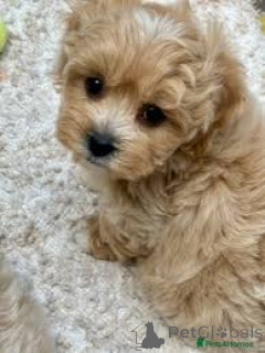 Foto №2 zu Ankündigung № 157249 zu verkaufen maltipu - einkaufen Deutschland quotient 	ankündigung, züchter