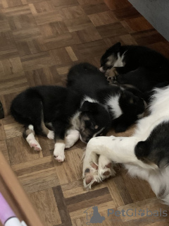 Foto №3. Charmante Border Collie-Puppys Bechikbarar. Belgien