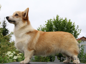 Foto №3. Welsh Corgi Pembroke Welpen Mädchen von Interchampion. Russische Föderation