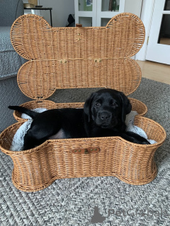 Foto №4. Ich werde verkaufen labrador retriever in der Stadt Alavus. quotient 	ankündigung - preis - 630€