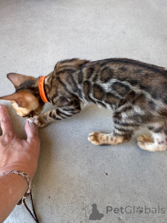Foto №2 zu Ankündigung № 173644 zu verkaufen bengal katzenrasse - einkaufen Frankreich 