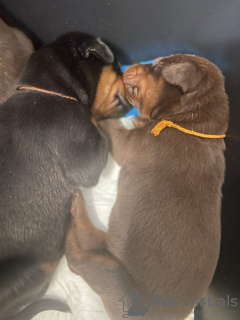 Foto №4. Ich werde verkaufen dobermann in der Stadt Riga. vom kindergarten - preis - verhandelt