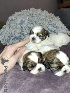Foto №1. lhasa apso, maltipu, pommersche spitz, pudel (toy), shih tzu - zum Verkauf in der Stadt Stockholm | 750€ | Ankündigung № 165360