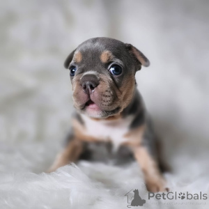 Foto №3. Bouledogue français unique 2500. Frankreich