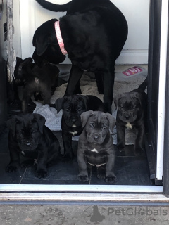 Foto №2 zu Ankündigung № 103373 zu verkaufen cane corso italiano - einkaufen USA 