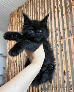 Foto №2 zu Ankündigung № 169925 zu verkaufen maine-coon-katze - einkaufen Deutschland züchter