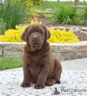 Foto №2 zu Ankündigung № 100271 zu verkaufen labrador retriever - einkaufen Großbritannien quotient 	ankündigung