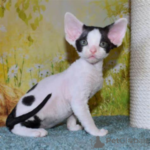 Foto №1. devon rex - zum Verkauf in der Stadt Berlin | 100€ | Ankündigung № 100436