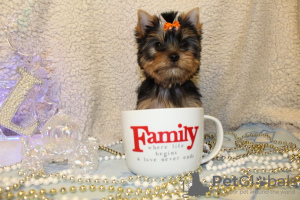 Foto №2 zu Ankündigung № 19574 zu verkaufen yorkshire terrier - einkaufen Israel quotient 	ankündigung, züchter