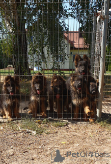 Foto №1. deutscher schäferhund - zum Verkauf in der Stadt Lublin | 800€ | Ankündigung № 116135