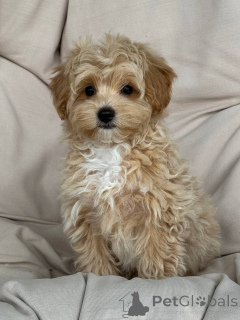 Foto №2 zu Ankündigung № 143530 zu verkaufen  - einkaufen Deutschland züchter