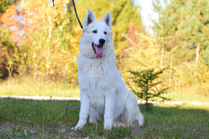 Foto №2 zu Ankündigung № 28768 zu verkaufen berger blanc suisse - einkaufen Polen züchter