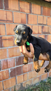 Foto №3. DOBERMAN PUPPIES. Serbien