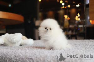 Foto №3. Dean Janet Kay Welpen Haus. USA