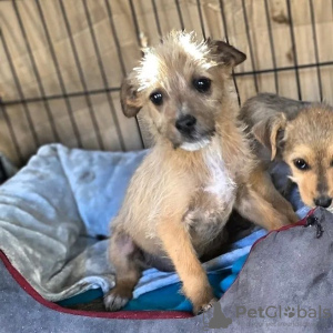 Foto №2 zu Ankündigung № 75798 zu verkaufen border terrier - einkaufen Litauen quotient 	ankündigung, züchter