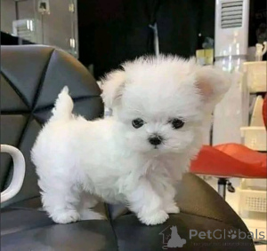 Foto №1. malteser - zum Verkauf in der Stadt Флорида Сити | 500€ | Ankündigung № 138672