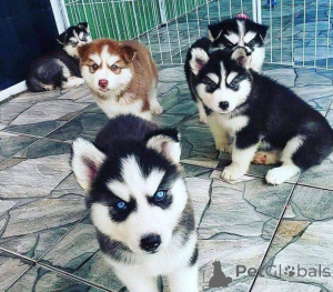 Foto №1. siberian husky - zum Verkauf in der Stadt Egerszalók | verhandelt | Ankündigung № 175012