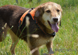 Foto №3. Hunde als Geschenk!. Weißrussland