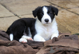 Foto №1. border collie - zum Verkauf in der Stadt Halmstad | 1000€ | Ankündigung № 168186