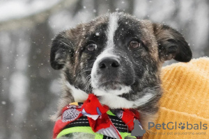 Foto №1. mischlingshund - zum Verkauf in der Stadt Москва | Frei | Ankündigung № 82813