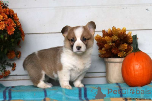 Foto №2 zu Ankündigung № 63543 zu verkaufen welsh corgi - einkaufen Griechenland 