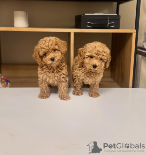 Foto №1. pudel (toy) - zum Verkauf in der Stadt Торонто | verhandelt | Ankündigung № 134033