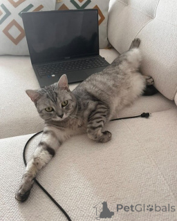 Foto №2 zu Ankündigung № 157769 zu verkaufen britisch kurzhaar - einkaufen Italien quotient 	ankündigung