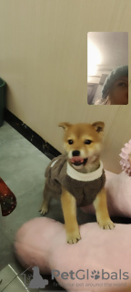 Foto №3. Verkauf eines Welpen. China