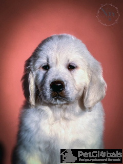 Foto №2 zu Ankündigung № 134279 zu verkaufen golden retriever - einkaufen Montenegro züchter