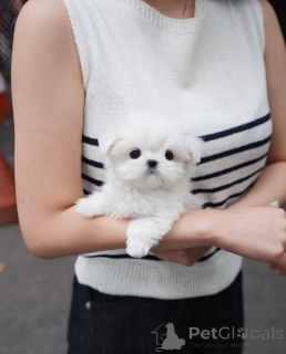 Foto №3. Unser wunderschöner Malteser-Wurf. Deutschland