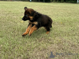 Foto №2 zu Ankündigung № 118746 zu verkaufen deutscher schäferhund - einkaufen Deutschland quotient 	ankündigung