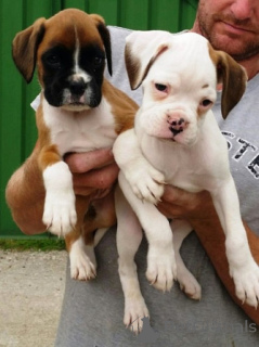 Foto №1. deutscher boxer - zum Verkauf in der Stadt Nikosia | 291€ | Ankündigung № 155730