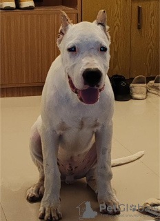 Zusätzliche Fotos: Dogo Argentino Welpen